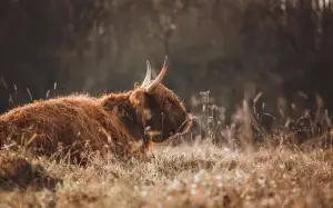 Jak Funguje Patreon