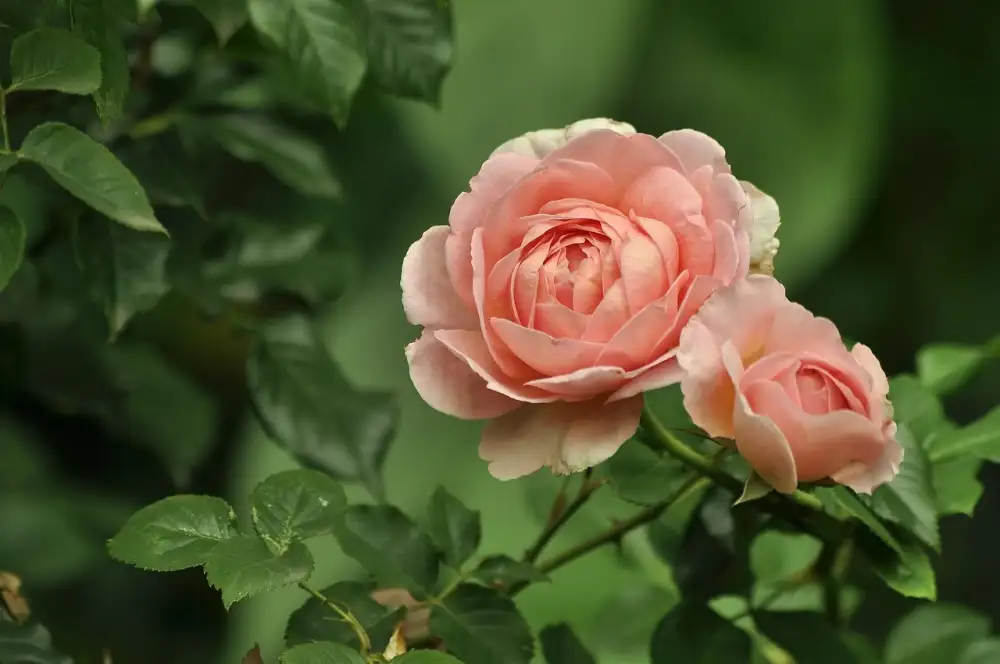 Gucci Flora Gorgeous Gardenia